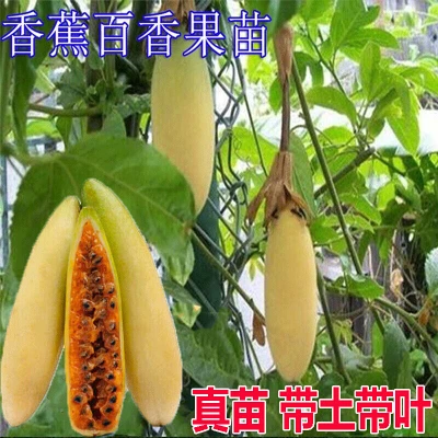 新種のバナナパッションフルーツ苗カナダスイートハニーパッションフルーツ苗木ゴールデンパッションフルーツ苗木高さ 30cm 土と葉あり 15cmあり 30cmなし