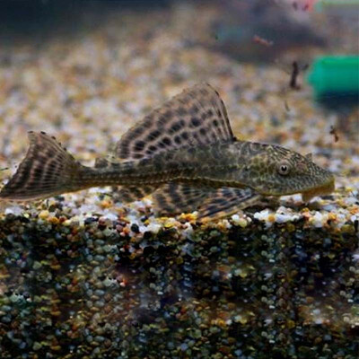 cold water cleaner fish