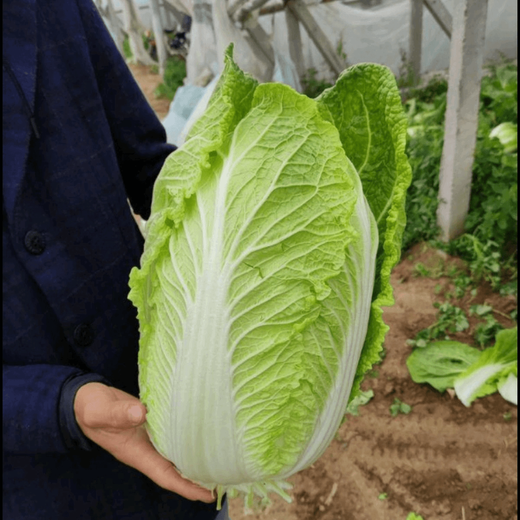 Xinning Chinese cabbage seeds, sowing egg yolk Chinese cabbage seeds in all seasons, Chinese cabbage farmyard vegetable seeds, purple cabbage seeds, 1 pack