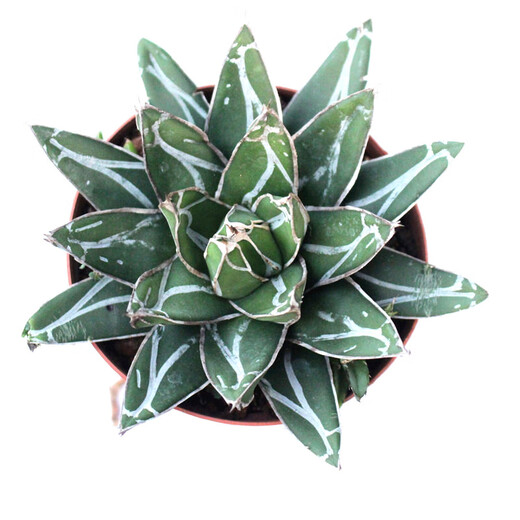 龙舌兰组合小盆栽大型多肉植物新手客厅装饰绿植雷神吉祥冠 屈原之舞12-13cm 裸根不带土