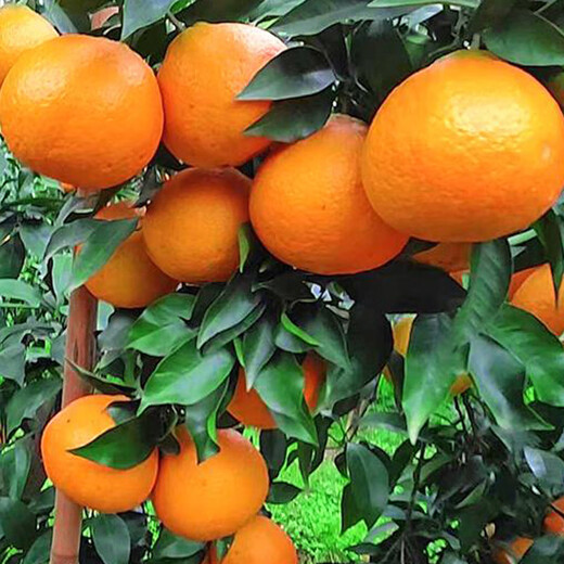 Auténtica Ehime No. 38 Jelly Orange Naranja fresca Fruta de temporada al por mayor Caja completa Caja de regalo de naranja para embarazo de temporada Fruta mediana grande 60-65 mm Fresca y jugosa 9Jin Jin equivale a 0,5 kg (JD Express)