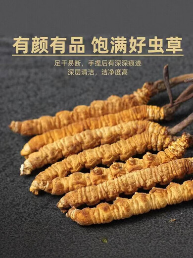 冬虫夏草 高海拔正品虫草 传统滋补品 送礼佳品 3根/克 共60根