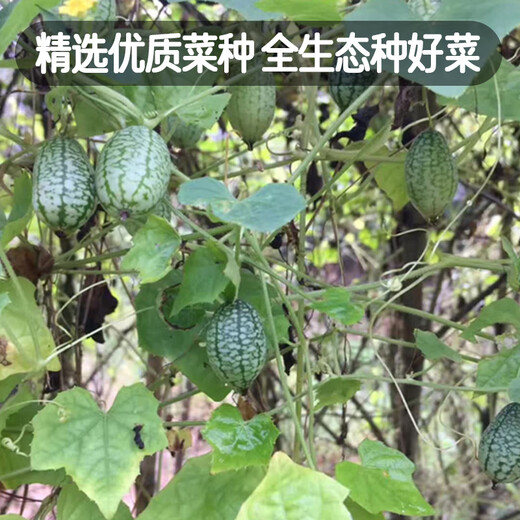 Fengming Yashi thumb watermelon seeds 5 mini vegetable and fruit seeds seedlings balcony four seasons potted organic melon and fruit larvae