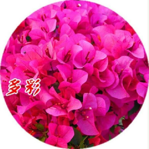 Bougainvillea seeds Bougainvillea seed larvae Bougainvillea flower seeds Bougainvillea flower seeds Potted Four Seasons Eight Mixed 100 capsules of the above varieties