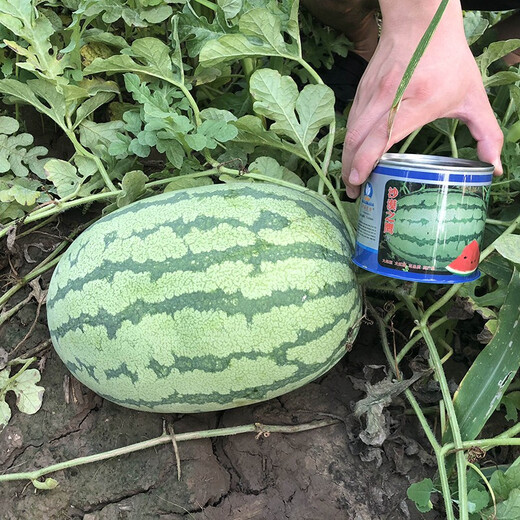 Zhongke Maohua Mountain Stone Melon Watermelon Seed Jincheng No. 5 Lazy Man Giant Dragon Large Fruit Type Ningxia Double Red Flesh Selenium Sand Melon Free of Whole Seed Giant Dragon 100g/bag Refreshing Type