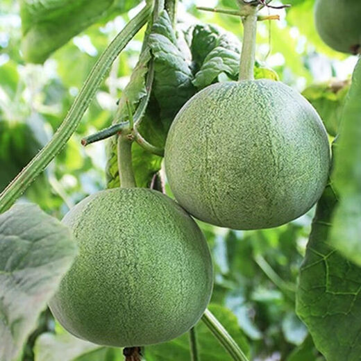 Emerald melon seeds thin-skinned super sweet cantaloupe seeds spring green-skinned four-season crisp melon early-maturing cantaloupe seeds original 2 packs of about 120 capsules