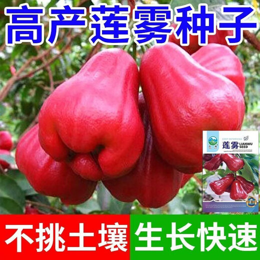 Four Seasons Sowing Lotus Mist Seeds, Black Diamond Lotus Mist Seeds, Brown Sugar Barbie Fruit Seeds, Potted Plants, Fruit Seedlings, Potted Plants, Lotus Mist Seeds (Sweet and Juicy) New Product (3 Packs of 300 Tablets) Fruit-filled Branches