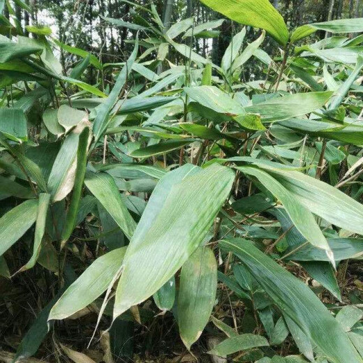 Large leaves for wrapping rice dumplings, rice dumpling seedlings, bamboo leaf seedlings, wild rice dumpling seed seedlings, bamboo leaf seedlings, garden plants, rice dumpling seeds 500 capsules/pack+