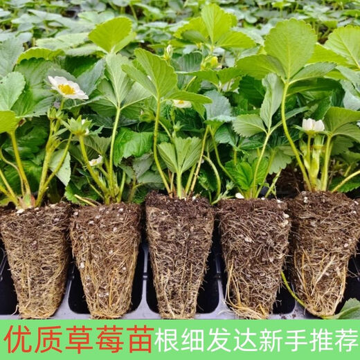 Strawberry seedlings shipped from original soil, blooming and big fruit, cream strawberry seedlings for four seasons, wholesale fruit plug seedlings for the current year, 12 red strawberries, shipped from original soil + fertilizer