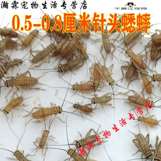 [Quick Delivery] White crickets live feed lizard gecko spider arowana fish bird food needle cricket oil gourd 1-2 cm 200 white crickets