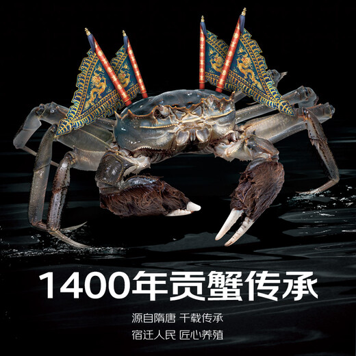 Live crabs, Suyu Senxiang, fresh hairy crabs, whole female crabs, 2.2-2.5 taels/piece, 8 pieces in total, ropeless and heavy, crabs, river crabs gift box