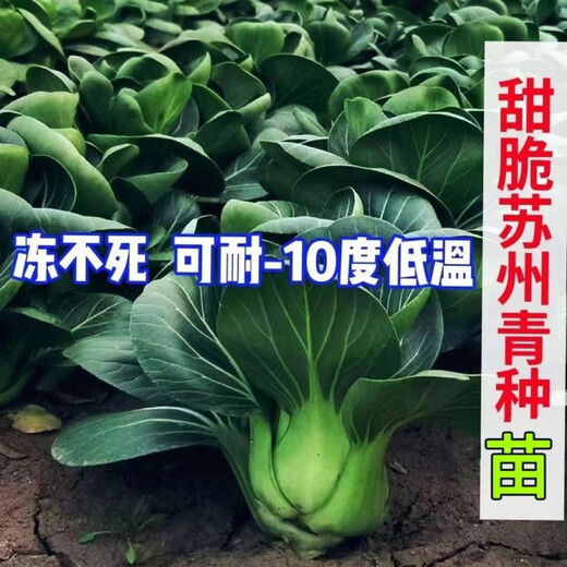 Qiuying Dwarf Suzhou green vegetable seedlings all seasons Shanghai green rice seedlings Wutai small green vegetable seedlings balcony field vegetable growing vegetables Shanghai green seedlings 20 trees