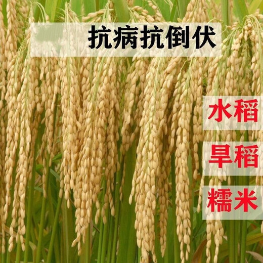 Upland rice seeds, rice seeds, fragrant rice seeds, pearl rice seeds, rice seeds can be saved, Hannuo (glutinous rice), Linhan No. 1 seed, Jin Jin is equal to 0.5 kilograms