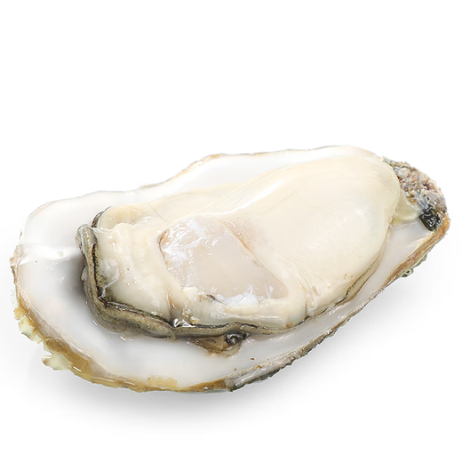 Fresh oysters 230-330g/piece