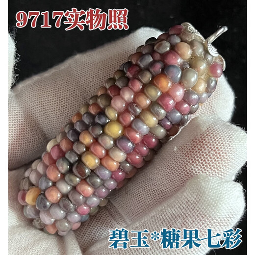 DR-FLVVS Wenwan Corn [Gema de seda de sangre] Bodhi Mini Hand Hand Car colgando Yuhua Yuzhu Yisou Hall 9721