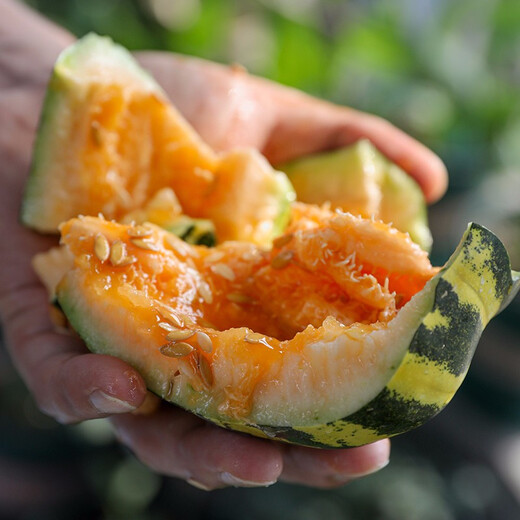 Shouhe Bingtangzi small melon seeds, tall pear-shaped melon seeds, early maturing four-season balcony potted seeds, Bingtang Prince melon seeds 80 capsules + 5 seedlings