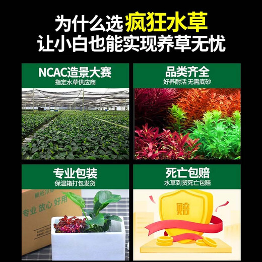 Crazy aquatic plants (FKSC) fish tank aquatic plants, real aquatic plants, purify the bottom aquatic plants, banyan crown grass, lying on the ground, short pearls directly into the tank, small pagoda, small tuo