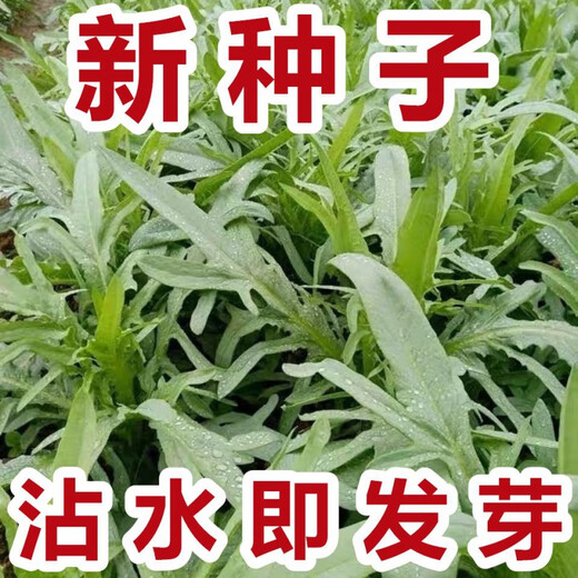 New seeds on the market New Zealand imported sweet wheat rapeseed, oilseed rapeseed, four-season vegetable seeds, sweet potato seeds with flower buds, high germination rate, original factory packaging, 5 packs of about 5088 new seeds