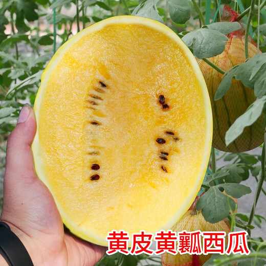 Dayu Te Xiaofeng watermelon seed seedlings are suitable for southern authentic old varieties with yellow skin, red flesh and yellow flesh, early maturing potted fruit seeds Ansheng Huangmeiren watermelon seeds 20 capsules