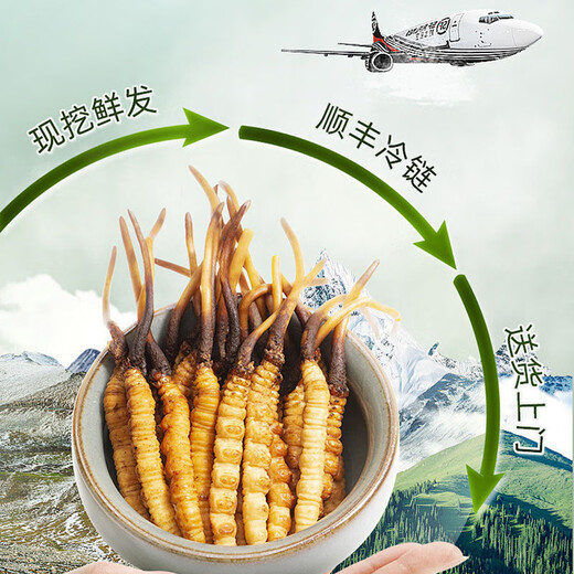 
[Tibet Straight Hair] Authentic First Fresh Cordyceps 2025 Selected High Altitude Fresh Cordyceps SF Cold Chain 0.5-0.6g/root 100 Roots