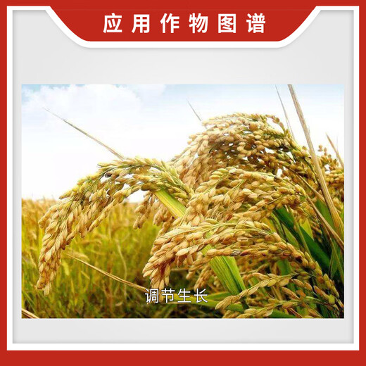Grape Essence Network Jishi 24-Epibrassinolide S-Acretin Rice Growth Regulator Growth Regulator Baotian Pai 100g