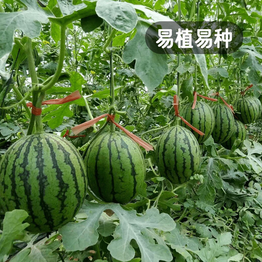 Fengming Yashi Kirin Meidu watermelon seeds with thin skin, crack-resistant and few seeds, super sweet and crispy Kirin Meidu watermelon seeds 50 capsules