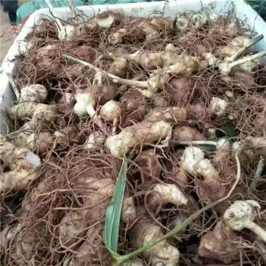 Authentic Medicinal Materials Polygonatum Seeds Chicken Head Polygonatum Tiger Ginger Chicken Claw Ginseng Claw Ginseng Yellow Pheasant Seeds Polygonatum Miao Large Leaf Seedlings Delivered 1500