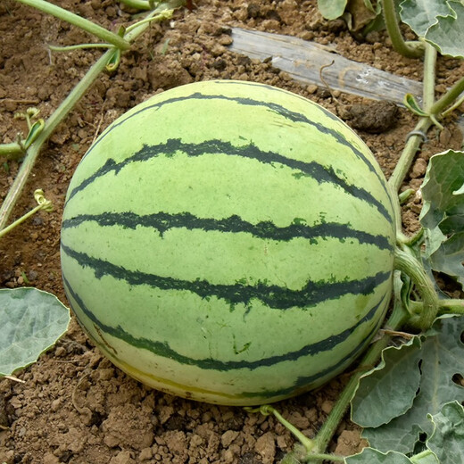 Zhongke Maohua melon and fruit seeds Zaojia Legend 8424 watermelon seeds