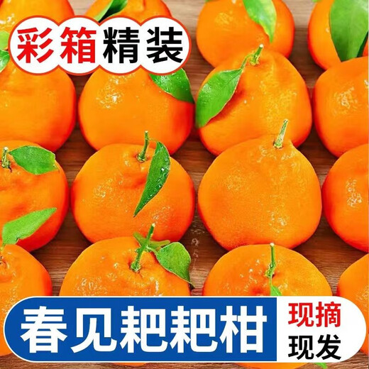 Xuji (XUJI) Sichuan Chunjian Mandarin Fresh Fruit Papa Pa Pa Pa Pa Mandarin Seasonal Ugly Orange Ugly Eight Monsters Orange Sweet Mandarin Full Box of 12 Pieces Gift Box + Handbag