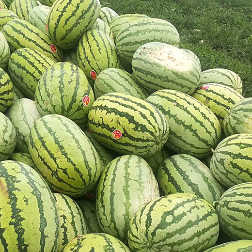 Zhongke Maohua Mountain Stone Melon Watermelon Seed Jincheng No. 5 Lazy Man Giant Dragon Large Fruit Type Ningxia Double Red Flesh Selenium Sand Melon Free of Whole Seed Giant Dragon 100g/bag Refreshing Type