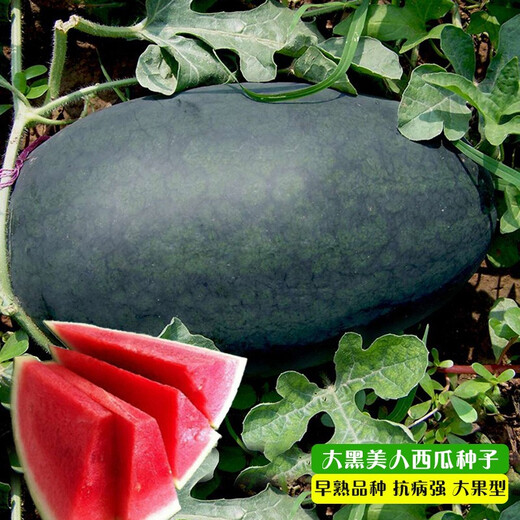 Long-cultivation, early-maturing Golden Beauty Watermelon Seeds, Southern Spring Four Seasons, Yellow-skinned, Red-Fleshed Watermelon Seeds, Balcony Potted Fruit Seeds, Large Fruit Black Beauty Watermelon 300 capsules/Hybrid Large Fruit