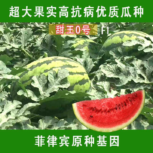 Chunzhiyun Sweet King Watermelon Seed Extra Large Sweet King No. 0 Four Seasons Fruit Seeds Thin-skinned Uncracked Melon Red Heart Sweet Original 2,000 Tablets Sweet King No. 0 200 Tablets