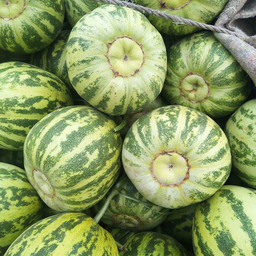Beishu melon seeds, high sugar, early maturing, winter and spring sowing, extra large Balixiang seeds, about 30 pieces/pack