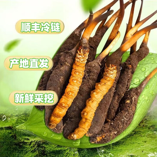 新鲜冬虫夏草真空锁鲜包装顺丰冷链产地直发精选大草新鲜头期虫草 西藏那曲鲜虫草每条0.5克50条装