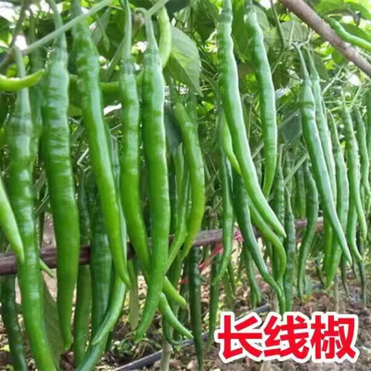 Authentic Zhangshugang pepper seedlings with soil seedlings local nearby various vegetable seedlings Hong Kong pepper devil pepper screw pepper Zhangshugang 1 tree shipped with soil