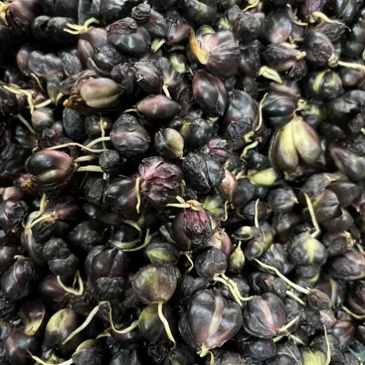 Longshan lily bulbs, edible lilies, fresh balcony green plants, can be potted, Yixing lily seeds, bitter taste, 850g lily seeds