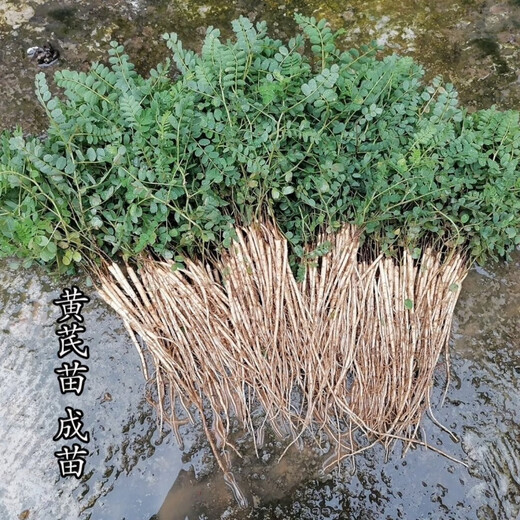 Wild Chinese medicinal material Astragalus seedlings Astragalus seedlings fresh with teeth and kept alive can be planted in pots and planted in the ground. 20 seedlings and 3 seedlings.
