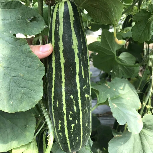 Zhongke Maohua Melon Fruit Seeds Bomei 94 muskmelon seed yield exceeds No. 9, a new early-maturing large horn-shaped thin skin and thick flesh variety Bomei 94 muskmelon 500 pieces/bag, high yield and crispy