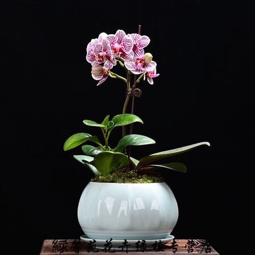 憶芗韩画青瓷多肉蝴蝶兰专用花盆带托盘号陶瓷简约吊兰绿植兰花盆 粉青719+托盘864 大