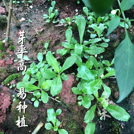 Yunnan Coriander Seeds Burmese Eryngium Coriander Seeds Coriander Seeds Autumn Vegetables Four Seasons Potted Coriander Seeds 1000 + Rooting Fertilizer