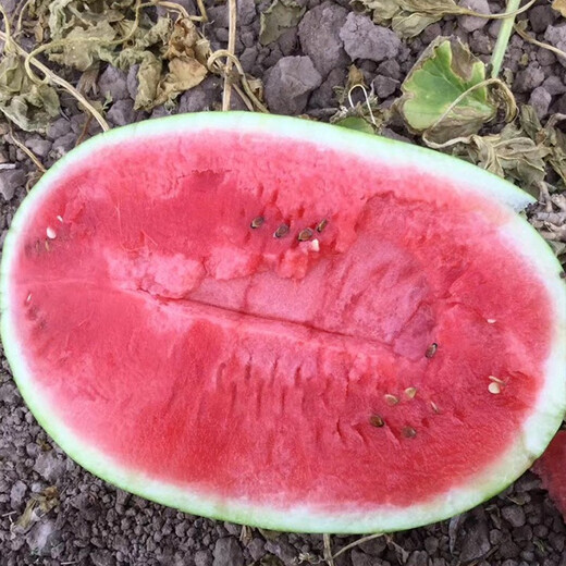 Zhongke Maohua Mountain Stone Melon Watermelon Seed Jincheng No. 5 Lazy Man Giant Dragon Large Fruit Type Ningxia Double Red Flesh Selenium Sand Melon Free of Whole Seed Giant Dragon 100g/bag Refreshing Type