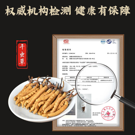 Cordyceps sinensis, 2 gramos de cordyceps secos en la nieve en áreas tibetanas, 50 piezas de regalos de Cordyceps