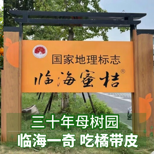 Uncle Sam's Authentic Linhai Yongquan Tangerine, Next Day Delivery to Many Places, Seedless Tangerine Orange Fruit Gift Box, Best Selling* Premium Fruit, Fruit Circumference 50-60mm, Super Sweet, Alpine Old Tree Fruit, 5 Jin Jin is equal to 0.5 kg, Gift Box, Carefully Selected by Farmers, Net 4.5