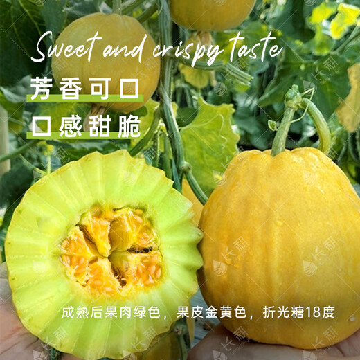 Long-cultivation ugly thin-skinned cantaloupe seeds spring and summer prismatic melon seeds golden melon seeds fruit and vegetable seeds collection Ugly thin-skinned cantaloupe 5g * 2 packs