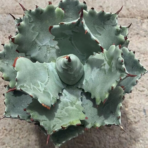 茗羽珺玥甲蟹龙舌兰潮流植物简单易养沙漠绿植厚叶龙舌兰类的耐旱植物 甲蟹龙舌兰16-18公分 不含盆