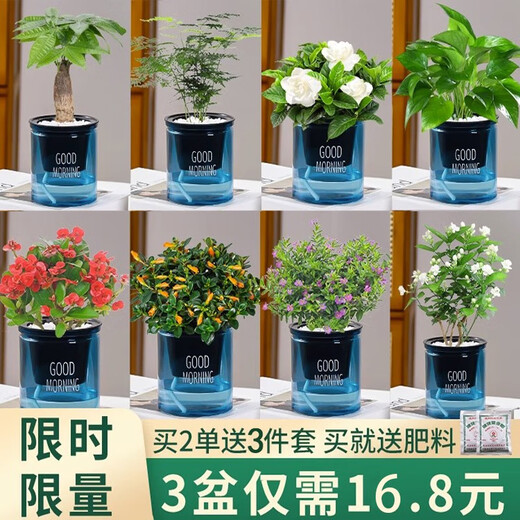 Green intentional green plant potted succulent flowers potted plants indoor desktop hydroponic green plants office living room plants lazy people Jucai 3 pots Asparagus + Lucky Bamboo + Money Tree