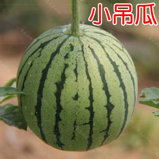 Authentic Diaogua Xiaoqilin Watermelon Seeds 8424 Four Seasons High Yield Early Maturity Gift Green Skin Red Flesh Super Sweet Xiaodiao Watermelon 100 capsules for field use