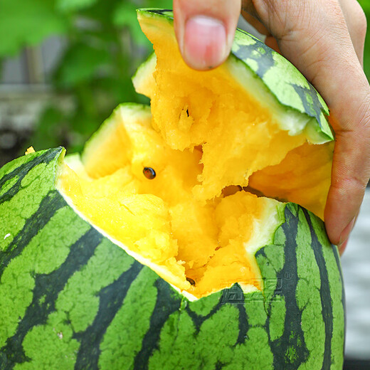 Farmer's Son Extra Sweet Xiaofeng Yellow Heart Watermelon Seeds Gift Crisp Sweet Yellow Soil Orchid Hanger Yellow Flesh Watermelon Seeds Yellow Flesh Xiaofeng Watermelon Seeds 10 capsules 10 packs