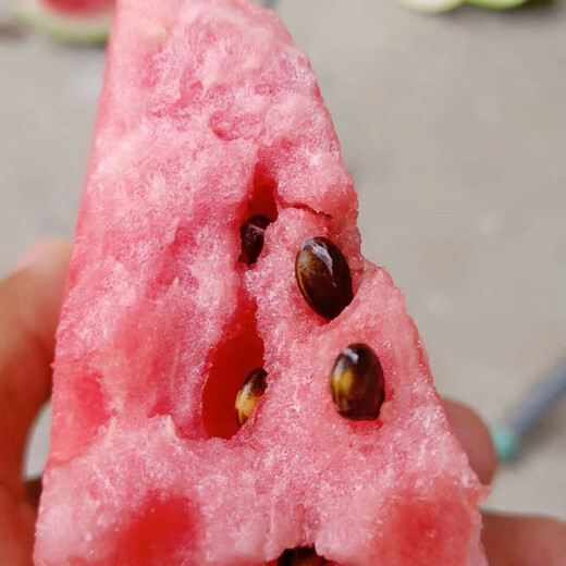 Zhongke Maohua melon and fruit seeds Zaojia Legend 8424 watermelon seeds