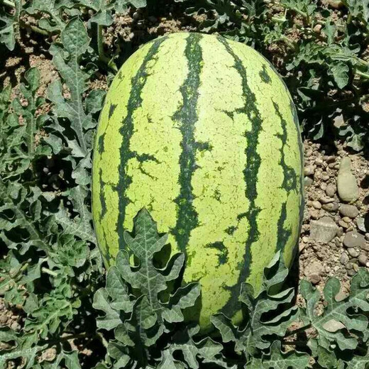 Zhongke Maohua Mountain Stone Melon Watermelon Seed Jincheng No. 5 Lazy Man Giant Dragon Large Fruit Type Ningxia Double Red Flesh Selenium Sand Melon Free of Whole Seed Giant Dragon 100g/bag Refreshing Type